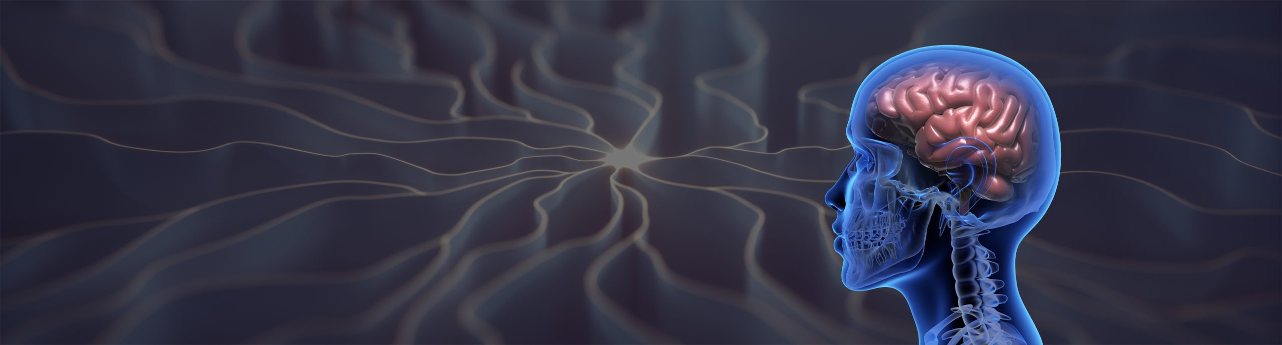 brain